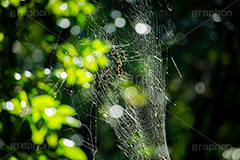 くもの巣,草に蜘蛛の巣,自然,草木,植物,草,雑草,蜘蛛の巣,巣,クモ,蜘蛛,スパイダー,natural,spider,フルサイズ撮影