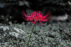 彼岸花,ヒガンバナ,多年草,秋,毒,有毒,花,フラワー,自然,植物,地獄花,レッドスパイダーリリー,autumn,flower,フルサイズ撮影
