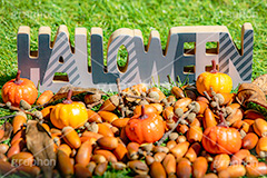 HALLOWEEN,カボチャとドングリ,ドングリ,どんぐり,団栗,パンプキン,南瓜,ハロウィンオーナメント,ハロウィン,はろうぃん,ハロウィーン,オーナメント,飾り,イベント,秋,行事,収穫祭,芝生,枯れ葉,落ち葉,木の実,Halloween,ornament,pumpkin,autumn,フルサイズ撮影