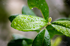 雨粒,雨,あめ,雨の日,葉,葉っぱ,はっぱ,植物,自然,梅雨,つゆ,水滴,垂れる,濡れ,rain,leaf,natural,フルサイズ撮影