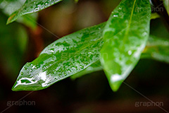 雨粒,雨,あめ,雨の日,葉,葉っぱ,はっぱ,植物,自然,梅雨,つゆ,水滴,垂れる,濡れ,rain,leaf,natural,フルサイズ撮影