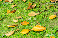 秋の気配,落葉,落ち葉,黄葉,秋,色づく,枯葉,枯れ,葉,葉っぱ,autumn
