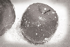 フレッシュ,モノクロ,白黒,しろくろ,モノクローム,単色画,単彩画,単色,レトロ,お洒落,おしゃれ,オシャレ,味わい,りんご