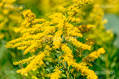 セイタカアワダチソウ,花,フラワー,秋,帰化植物,外来種,黄色,flower,autumn,フルサイズ撮影