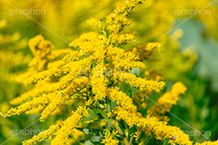 セイタカアワダチソウ,花,フラワー,秋,帰化植物,外来種,黄色,flower,autumn,フルサイズ撮影