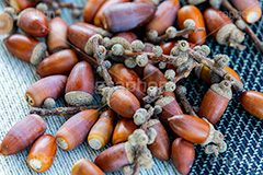 ドングリ,どんぐり,団栗,秋,木の実,autumn,フルサイズ撮影