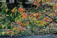 柿の木,柿,かき,秋の味覚,フルーツ,渋い,甘い,果物,季語,秋,秋の気配,fruit,japan,autumn,フルサイズ撮影