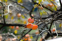 柿の木,柿,かき,秋の味覚,フルーツ,渋い,甘い,果物,季語,秋,秋の気配,fruit,japan,autumn,フルサイズ撮影