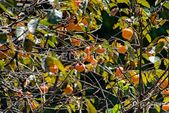 柿の木,柿,かき,秋の味覚,フルーツ,渋い,甘い,果物,季語,秋,秋の気配,fruit,japan,autumn,フルサイズ撮影