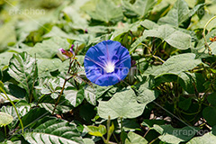 ノアサガオ,琉球アサガオ,アサガオ,多年草,花,フラワー,flower,フルサイズ撮影
