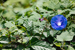 ノアサガオ,琉球アサガオ,アサガオ,多年草,花,フラワー,flower,フルサイズ撮影