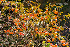 柿の木,柿,かき,秋の味覚,フルーツ,渋い,甘い,果物,季語,秋,秋の気配,fruit,japan,autumn,フルサイズ撮影