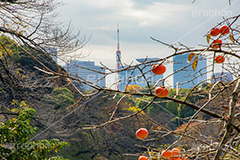 秋の気配,東京タワー,タワー,柿の木,柿,かき,秋の味覚,フルーツ,渋い,甘い,果物,季語,秋,fruit,japan,autumn,tower,フルサイズ撮影