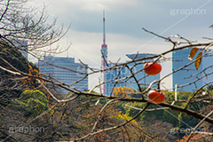 秋の気配,東京タワー,タワー,柿の木,柿,かき,秋の味覚,フルーツ,渋い,甘い,果物,季語,秋,fruit,japan,autumn,tower,フルサイズ撮影