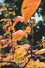秋の気配,秋,紅葉,葉,葉っぱ,雰囲気,哀愁,autumn,leaf,フルサイズ撮影