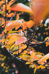 秋の気配,秋,紅葉,葉,葉っぱ,雰囲気,哀愁,autumn,leaf,フルサイズ撮影