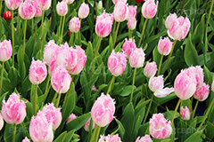 チューリップ,ちゅーりっぷ,チューリップ畑,花,お花,フラワー,はな,flower,花畑,キレイ,きれい,綺麗,満開,咲,咲いた,さいた,春,花壇,tulip,spring