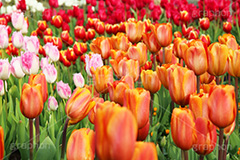 チューリップ,ちゅーりっぷ,チューリップ畑,花,お花,フラワー,はな,flower,花畑,キレイ,きれい,綺麗,満開,咲,咲いた,さいた,春,花壇,tulip,spring