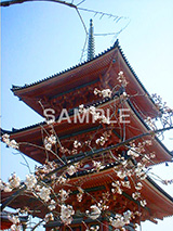 京都,清水寺,三重の塔,三重塔,塔,観光,サクラ,桜,きょうと,きよみず,寺,参拝,お参り,スポット,寺院,春,blossom,kyoto