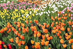 チューリップ,ちゅーりっぷ,チューリップ畑,花,お花,フラワー,はな,flower,花畑,キレイ,きれい,綺麗,満開,咲,咲いた,さいた,春,花壇,tulip,spring
