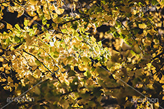 色づくイチョウ,いちょう,イチョウ,いちょうの木,いちょうの葉,銀杏,紅葉,こうよう,もみじ,モミジ,紅葉狩り,黄葉,落葉広葉樹,カエデ科,秋,季語,色づく,キレイ,きれい,綺麗,照紅葉,照葉,japan,autumn,フルサイズ撮影