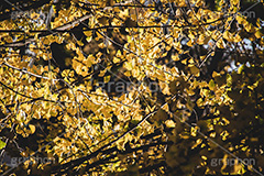 色づくイチョウ,いちょう,イチョウ,いちょうの木,いちょうの葉,銀杏,紅葉,こうよう,もみじ,モミジ,紅葉狩り,黄葉,落葉広葉樹,カエデ科,秋,季語,色づく,キレイ,きれい,綺麗,照紅葉,照葉,japan,autumn,フルサイズ撮影