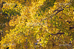 色づくイチョウ,いちょう,イチョウ,いちょうの木,いちょうの葉,銀杏,紅葉,こうよう,もみじ,モミジ,紅葉狩り,黄葉,落葉広葉樹,カエデ科,秋,季語,色づく,キレイ,きれい,綺麗,照紅葉,照葉,japan,autumn,フルサイズ撮影