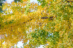色づくイチョウ,いちょう,イチョウ,いちょうの木,いちょうの葉,銀杏,紅葉,こうよう,もみじ,モミジ,紅葉狩り,黄葉,落葉広葉樹,カエデ科,秋,季語,色づく,キレイ,きれい,綺麗,照紅葉,照葉,japan,autumn,フルサイズ撮影