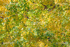 色づくイチョウ,いちょう,イチョウ,いちょうの木,いちょうの葉,銀杏,紅葉,こうよう,もみじ,モミジ,紅葉狩り,黄葉,落葉広葉樹,カエデ科,秋,季語,色づく,キレイ,きれい,綺麗,照紅葉,照葉,japan,autumn,フルサイズ撮影