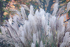 ススキ,すすき,秋,芒,薄,イネ科,植物,自然,月見,お月見,七草,茅,野原,多年草,autumn,フルサイズ撮影