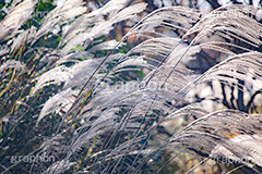 ススキ,すすき,秋,芒,薄,イネ科,植物,自然,月見,お月見,七草,茅,野原,多年草,autumn,フルサイズ撮影