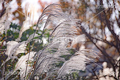 ススキ,すすき,秋,芒,薄,イネ科,植物,自然,月見,お月見,七草,茅,野原,多年草,autumn,フルサイズ撮影