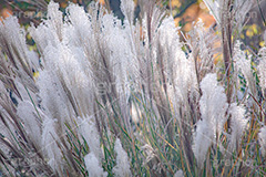 ススキ,すすき,秋,芒,薄,イネ科,植物,自然,月見,お月見,七草,茅,野原,多年草,autumn,フルサイズ撮影