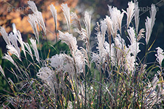 ススキ,すすき,秋,芒,薄,イネ科,植物,自然,月見,お月見,七草,茅,野原,多年草,autumn,フルサイズ撮影