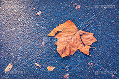 落ち葉,落葉,秋,枯葉,枯れ,葉,葉っぱ,autumn,フルサイズ撮影