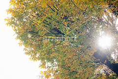 秋の気配,秋,紅葉,葉,葉っぱ,逆光,太陽,木漏れ日,雰囲気,哀愁,autumn,leaf,フルサイズ撮影
