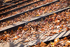 落ち葉,落葉,階段,秋,枯葉,枯れ,葉,葉っぱ,autumn,フルサイズ撮影