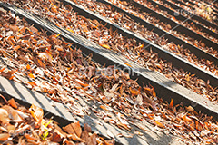 落ち葉,落葉,階段,秋,枯葉,枯れ,葉,葉っぱ,autumn,フルサイズ撮影