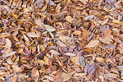 落ち葉,落葉,秋,枯葉,枯れ,葉,葉っぱ,autumn,フルサイズ撮影