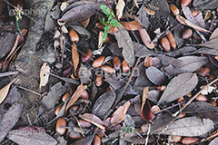 ドングリ,どんぐり,団栗,秋,収穫祭,芝生,枯れ葉,落ち葉,木の実,autumn,フルサイズ撮影