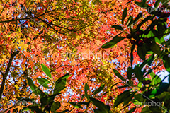 赤、黄、緑が綺麗なもみじ,グラデーション,もみじ,真っ赤,色づく,紅葉,自然,植物,木々,秋,季語,草木,japan,autumn,gradation,フルサイズ撮影
