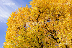 色づくイチョウ,いちょう,イチョウ,いちょうの木,いちょうの葉,銀杏,紅葉,こうよう,もみじ,モミジ,紅葉狩り,黄葉,落葉広葉樹,カエデ科,秋,季語,色づく,キレイ,きれい,綺麗,照紅葉,照葉,japan,autumn,フルサイズ撮影