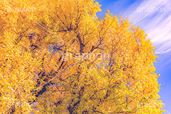 色づくイチョウ,いちょう,イチョウ,いちょうの木,いちょうの葉,銀杏,紅葉,こうよう,もみじ,モミジ,紅葉狩り,黄葉,落葉広葉樹,カエデ科,秋,季語,色づく,キレイ,きれい,綺麗,照紅葉,照葉,japan,autumn,フルサイズ撮影