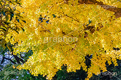 色づくイチョウ,いちょう,イチョウ,いちょうの木,いちょうの葉,銀杏,紅葉,こうよう,もみじ,モミジ,紅葉狩り,黄葉,落葉広葉樹,カエデ科,秋,季語,色づく,キレイ,きれい,綺麗,照紅葉,照葉,japan,autumn,フルサイズ撮影