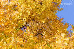 色づくイチョウ,いちょう,イチョウ,いちょうの木,いちょうの葉,銀杏,紅葉,こうよう,もみじ,モミジ,紅葉狩り,黄葉,落葉広葉樹,カエデ科,秋,季語,色づく,キレイ,きれい,綺麗,照紅葉,照葉,japan,autumn,フルサイズ撮影