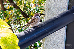 すずめ,スズメ,烏,雀,野鳥,野生,柵,フルサイズ撮影