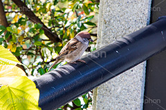 昼寝,居眠り,すずめ,スズメ,烏,雀,野鳥,野生,柵,フルサイズ撮影