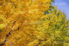 色づくイチョウ,いちょう,イチョウ,いちょうの木,いちょうの葉,銀杏,紅葉,こうよう,もみじ,モミジ,紅葉狩り,黄葉,落葉広葉樹,カエデ科,秋,季語,色づく,キレイ,きれい,綺麗,照紅葉,照葉,japan,autumn,フルサイズ撮影