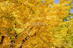 色づくイチョウ,いちょう,イチョウ,いちょうの木,いちょうの葉,銀杏,紅葉,こうよう,もみじ,モミジ,紅葉狩り,黄葉,落葉広葉樹,カエデ科,秋,季語,色づく,キレイ,きれい,綺麗,照紅葉,照葉,japan,autumn,フルサイズ撮影