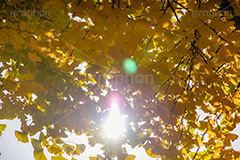 色づくイチョウ,いちょう,イチョウ,いちょうの木,いちょうの葉,銀杏,紅葉,こうよう,もみじ,モミジ,紅葉狩り,黄葉,落葉広葉樹,カエデ科,秋,季語,色づく,キレイ,きれい,綺麗,照紅葉,照葉,太陽,逆光,フレア,flare,japan,autumn,フルサイズ撮影